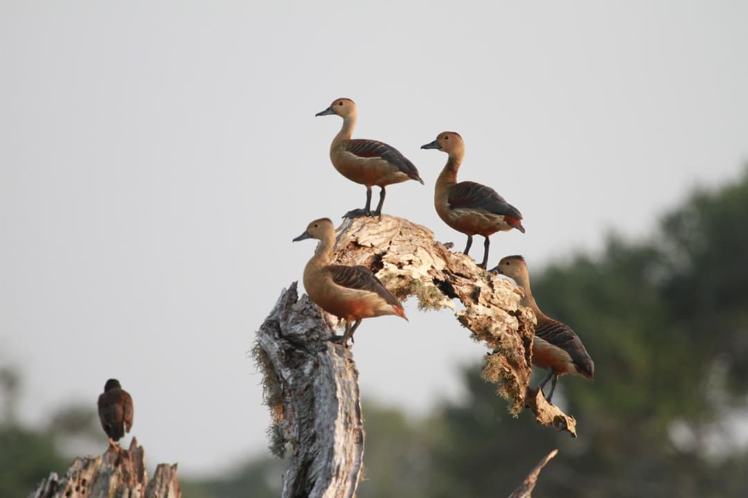 Yala National Park, Sri Lanka. (3 of 3)