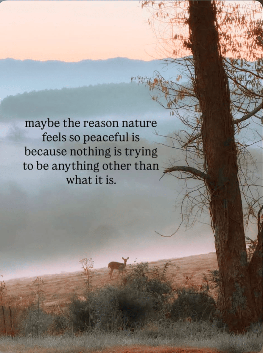 Good morning ๐ We can all learn something from nature. Have a peaceful day being yourself โฅ๏ธ