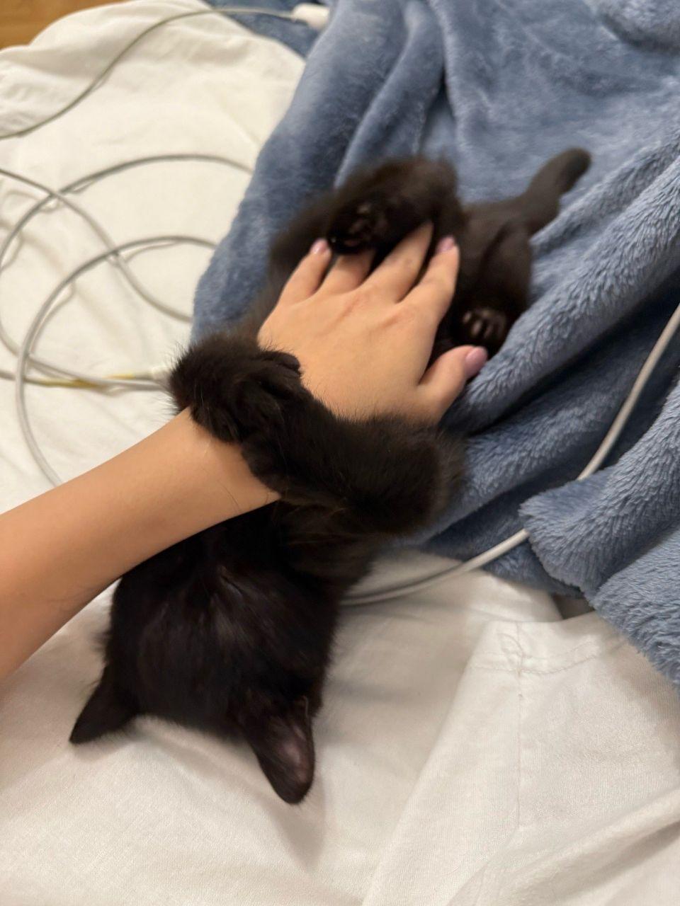 show your cat 🐈‍⬛ (2 of 2)