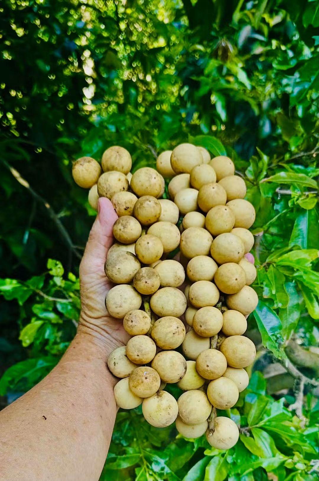 Fruit