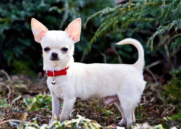 Chihuahua ❤