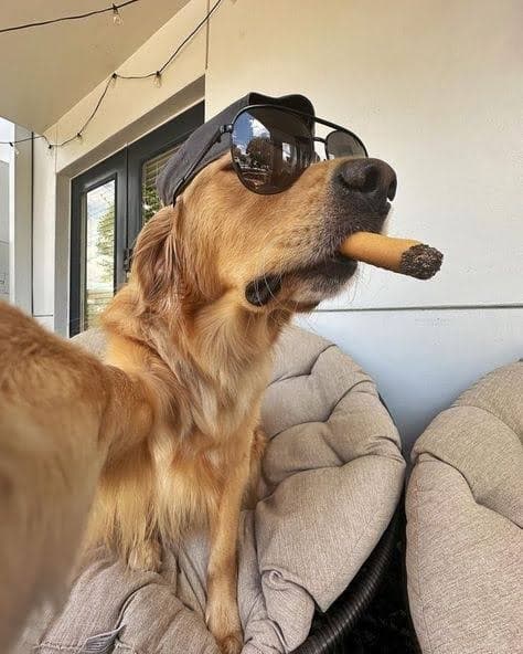 Too cool for the dog park. 😎🐾