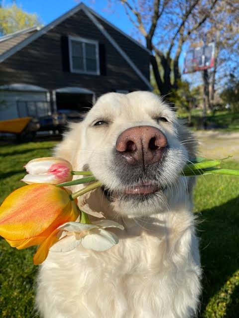 cute dog ❤