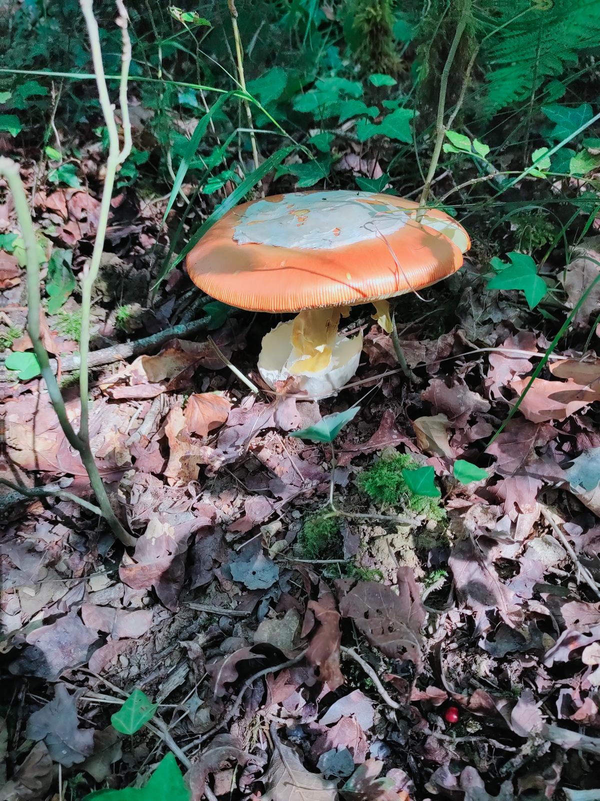 la saison commence