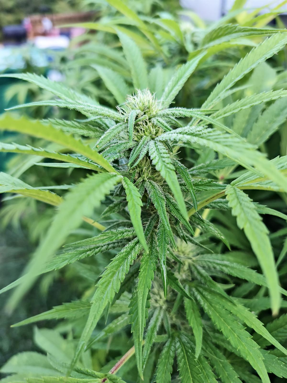 Day 30. Frosty af