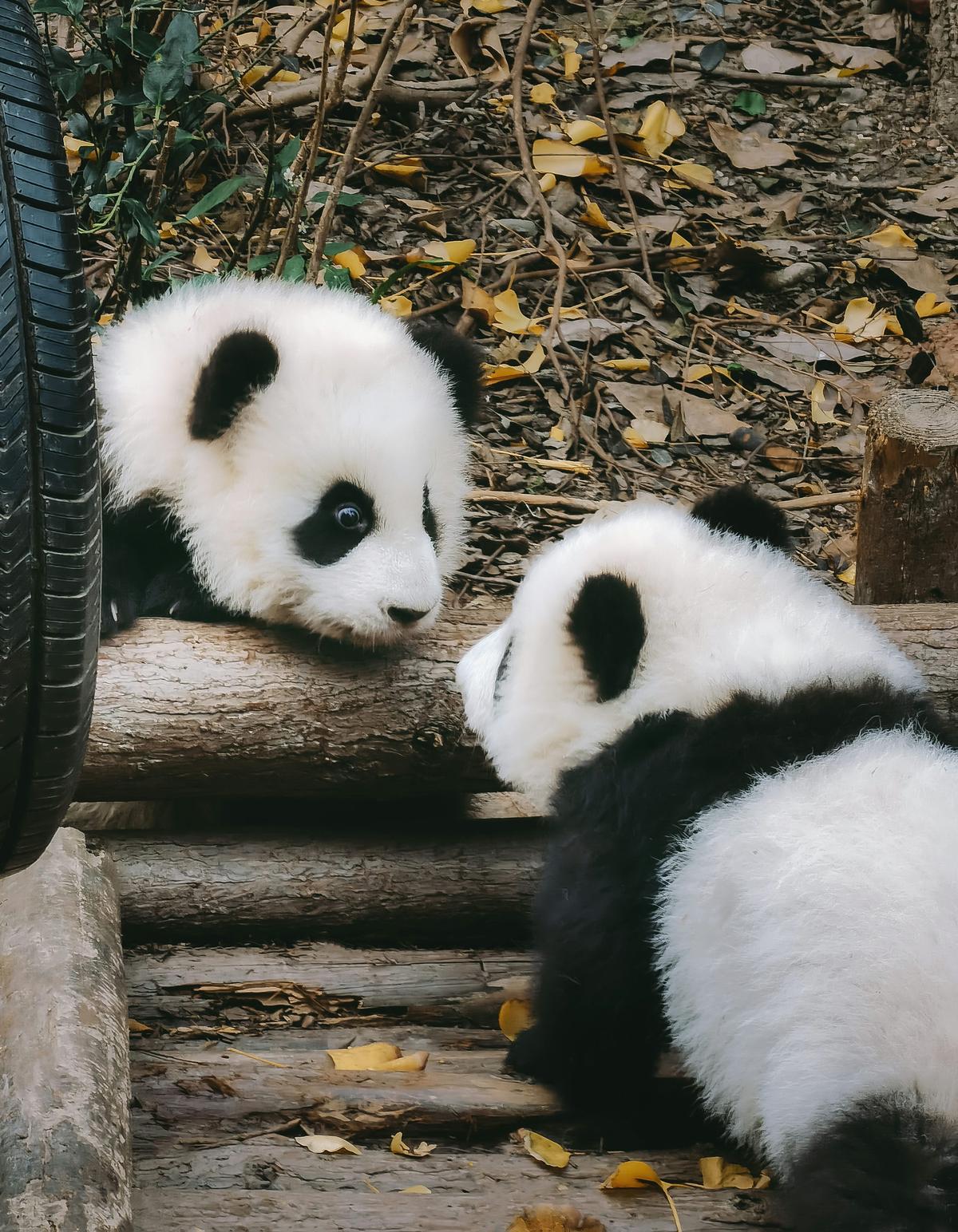 Panda for the day $MBK