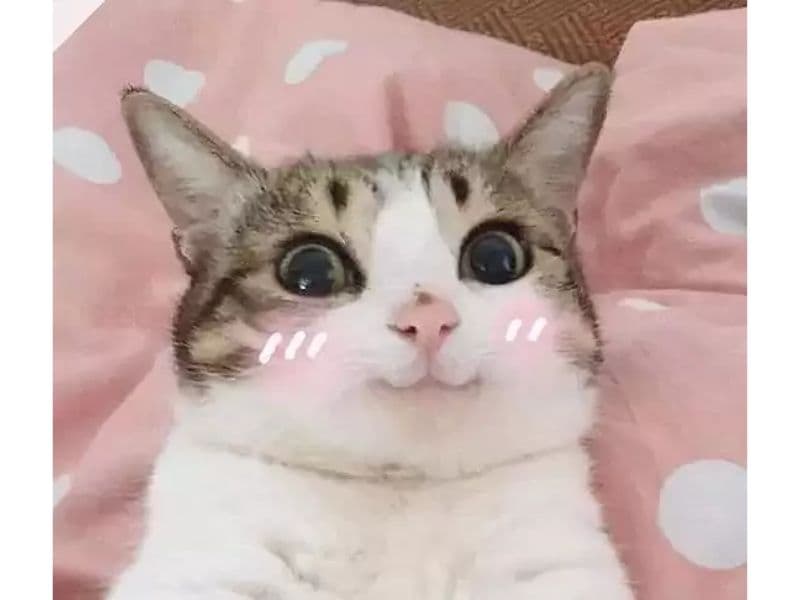 hi guys