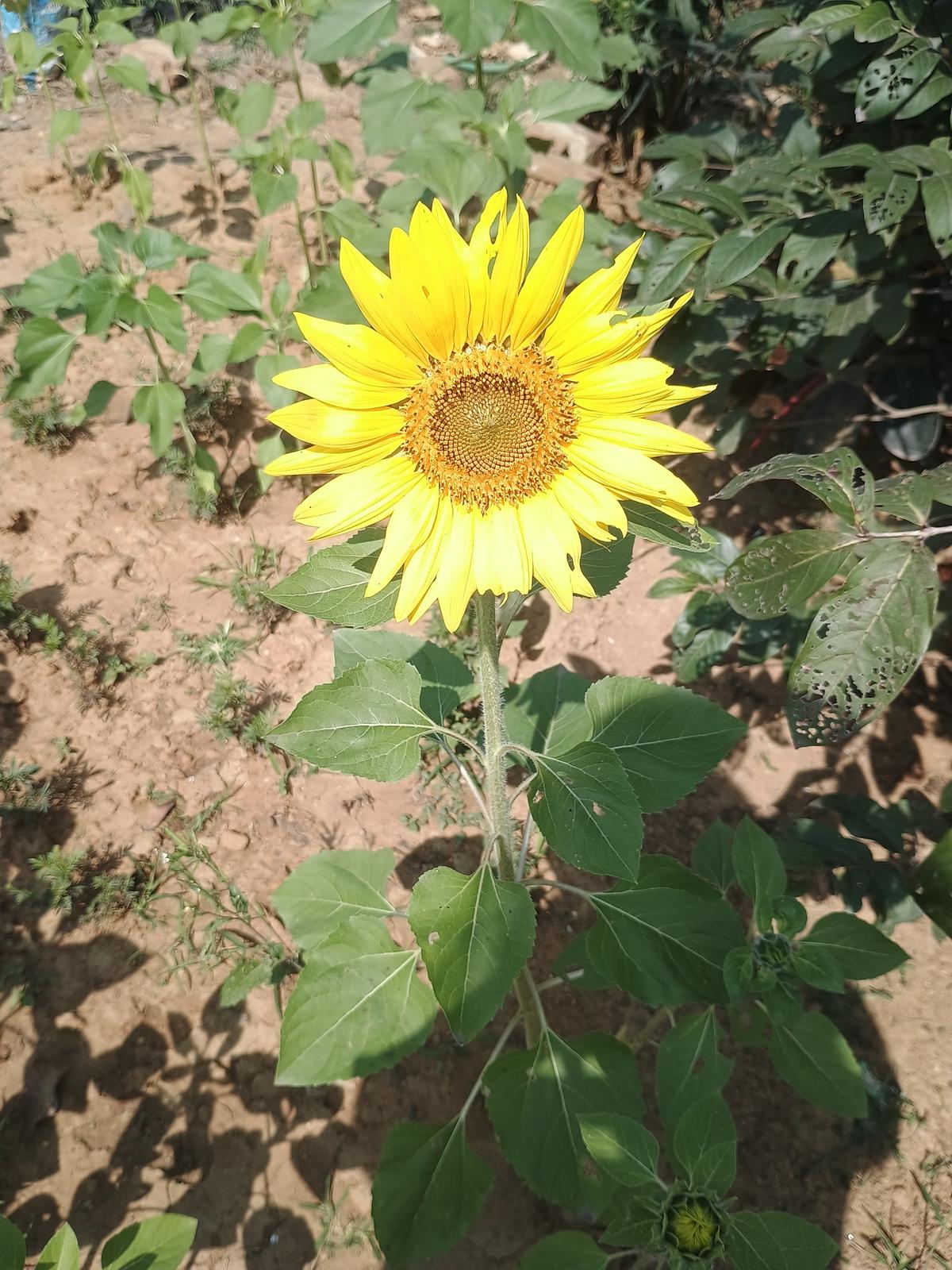 good morning sunshine