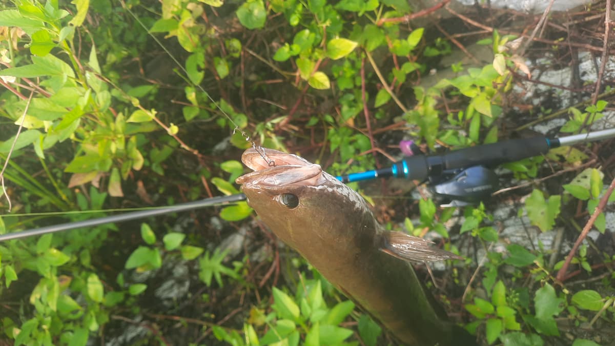 Snakehead fish 🔥