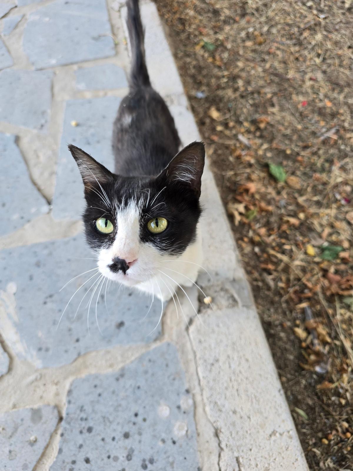 beautifull cat