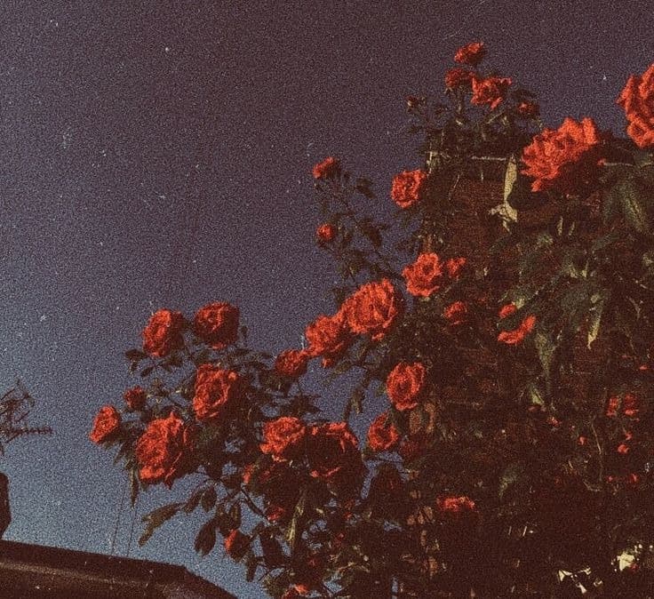 Rose manor
