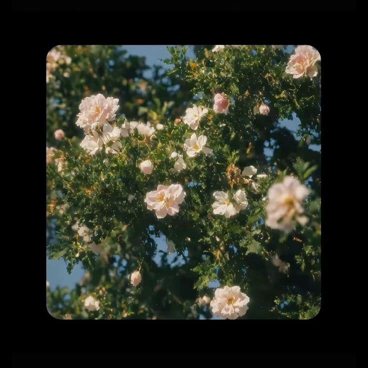 beautiful flowers