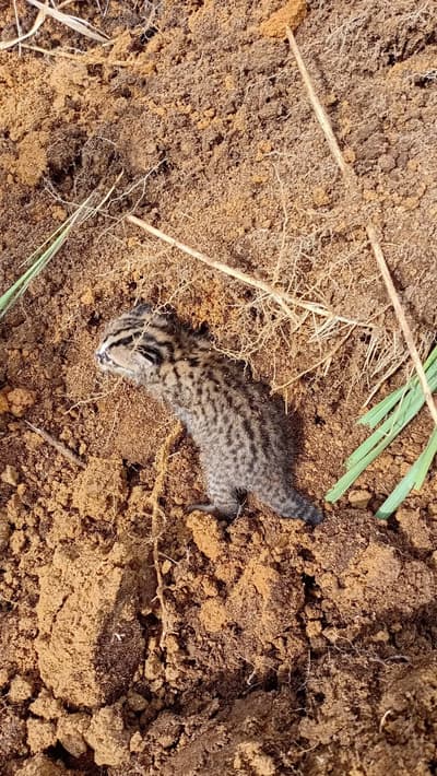 I found a stray cat in my field.