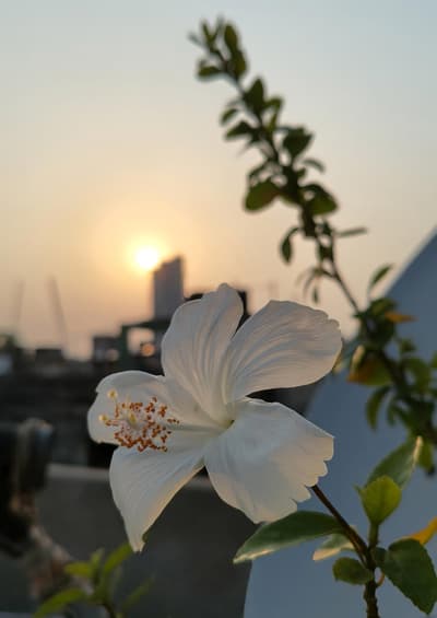 Flower🌸