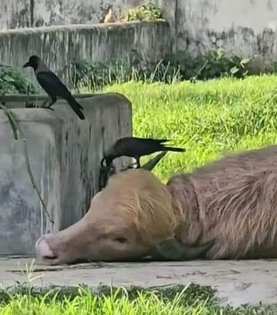 Donald trum in Bangladesh 😁