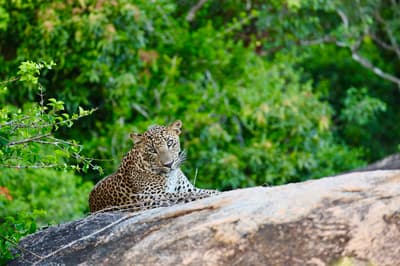 Greetings from Sri Lanka