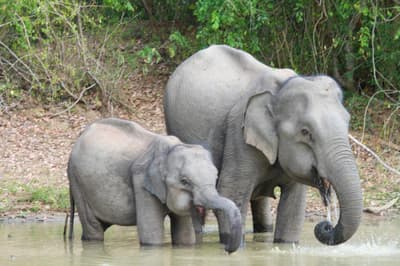 Elephas Maximus