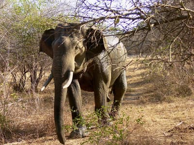 Asian tusker