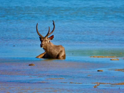 Relaxing Sambar