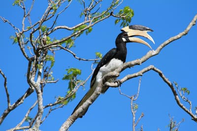 Malabar pied hornbill