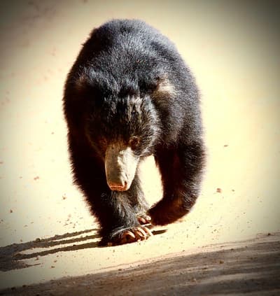 Sloth Bear, cute but dangerous