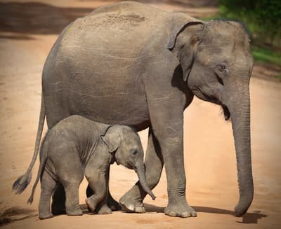 Sri Lanka