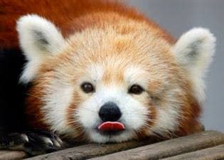 cute