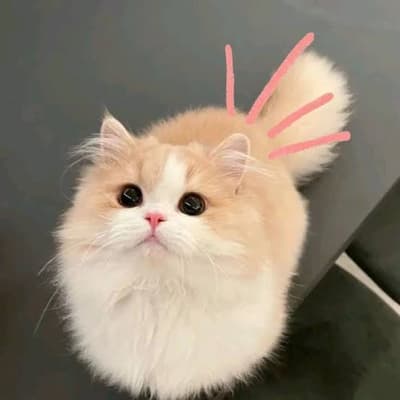 cute