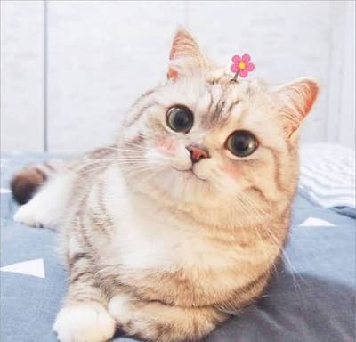 #cat
