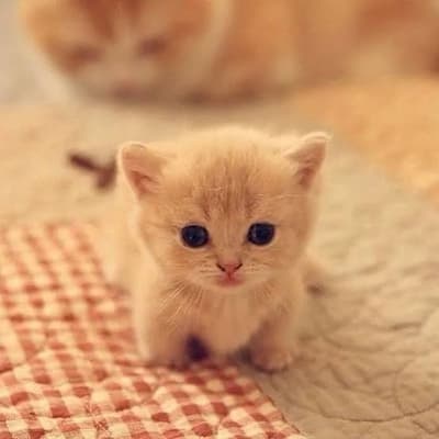 #cute