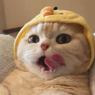 #cat