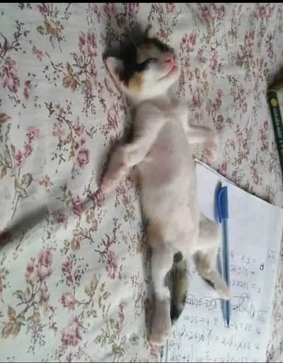 tired of studying