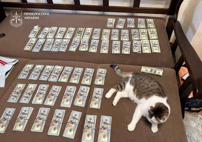 100$ I love cats