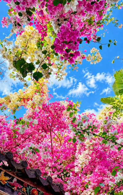 💐🌸🌼🌷🎋🌺