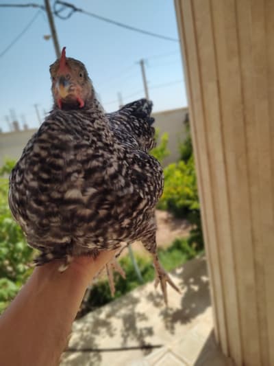 آمروک