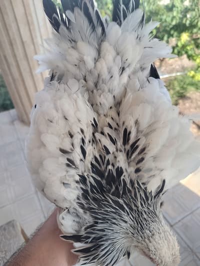 brahma