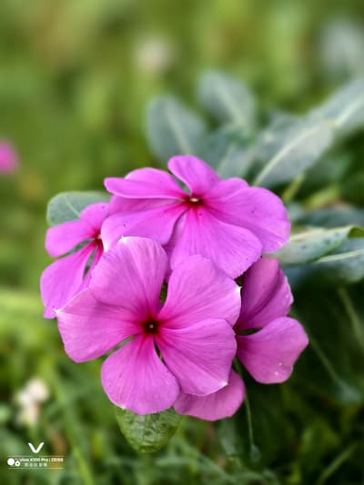 🌸🌸🌸🌸🌸