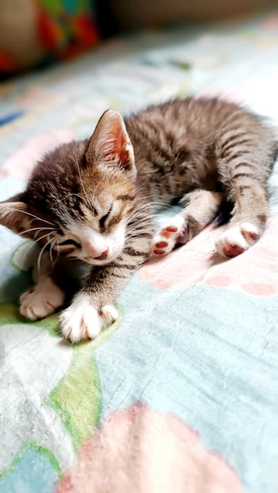 GM🐱🐾 - My beautiful kitty 😻