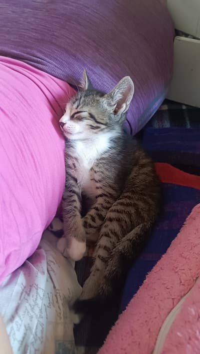 My kitty's comfort 😹😍