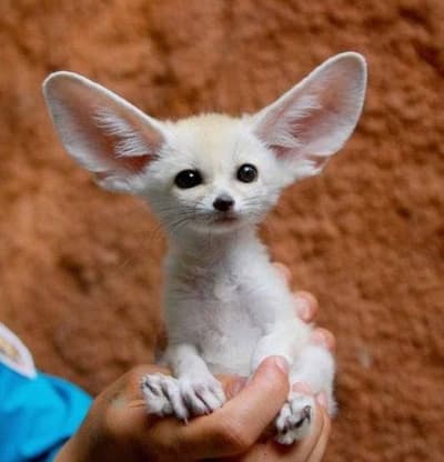 cute fox