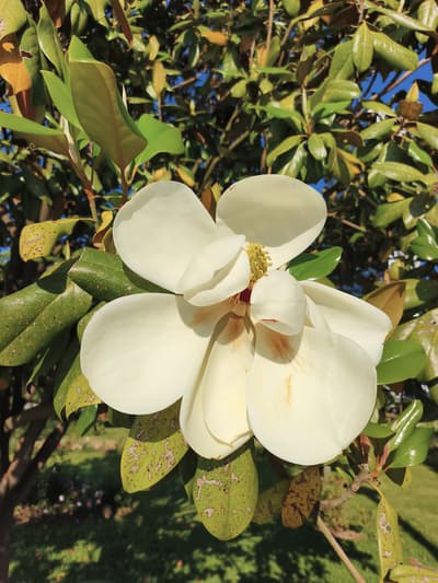 Magnolia ;)