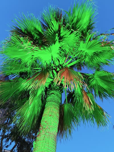 Palm ;) 🌴