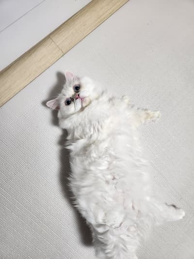 토실토실 로뚱쟝이~!