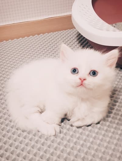 로이 어릴때 참 이쁘죠?