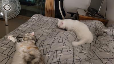 야옹이 2마리 너무 귀엽죠?