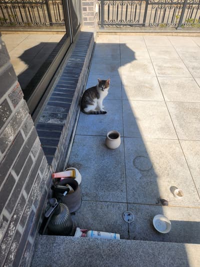 길냥이 입니다~ 귀엽죠?