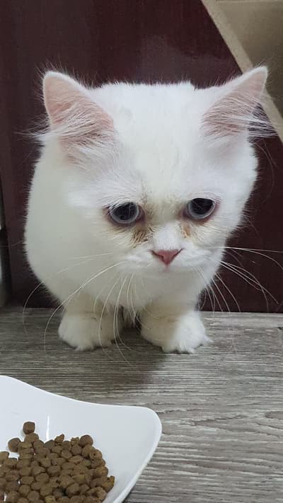 어린 로이는 무적!!