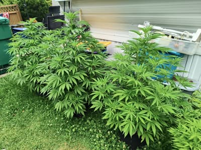 my little trees are turning into big ones