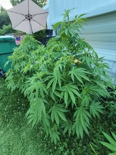 before the month is over this thing is gonna be taller than me ! that's fucking crazy in a 5 gallon pot