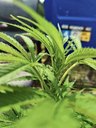 starting to flower!! around 60 days to go before harvest! here's where the pictures start to get fun.